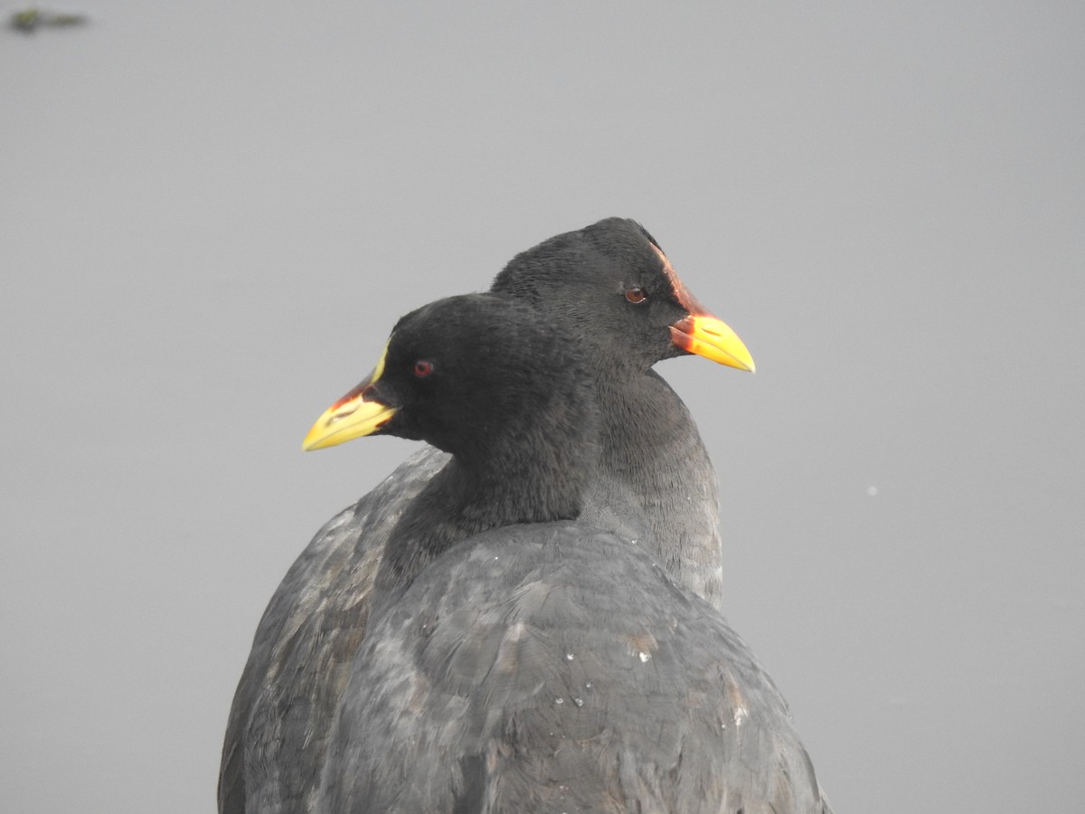 Red-gartered Coot - JESSICA ARRIGORRIA