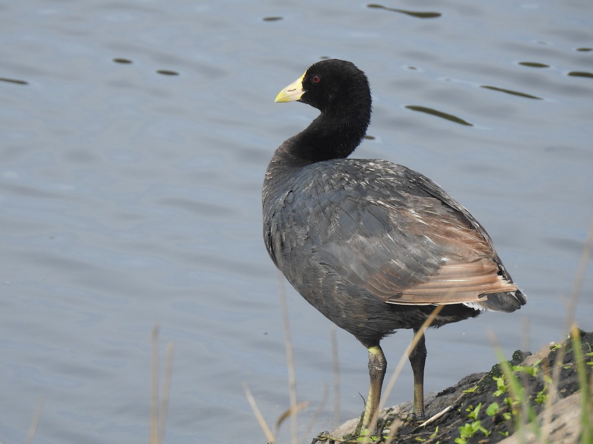 White-winged Coot - JESSICA ARRIGORRIA