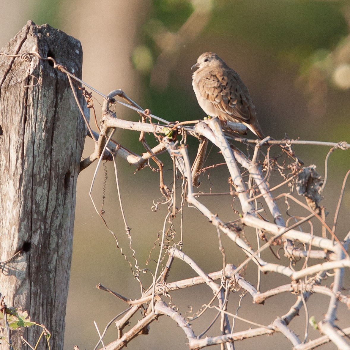 Ruddy Ground Dove - ML615989493