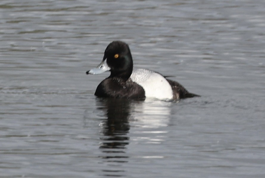 Lesser Scaup - ML615989523