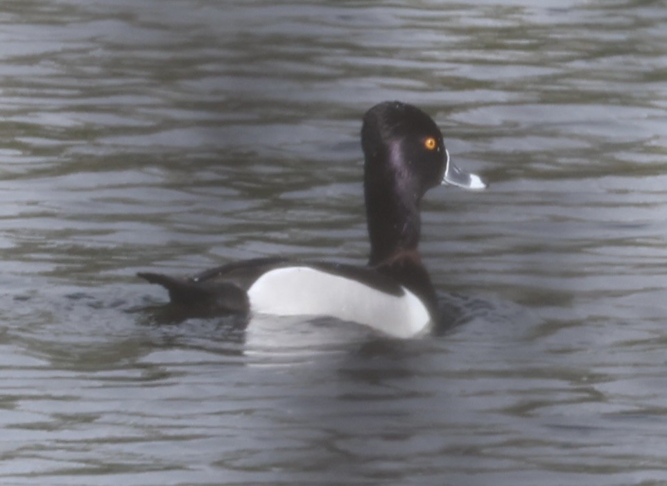 Ring-necked Duck - ML615989535