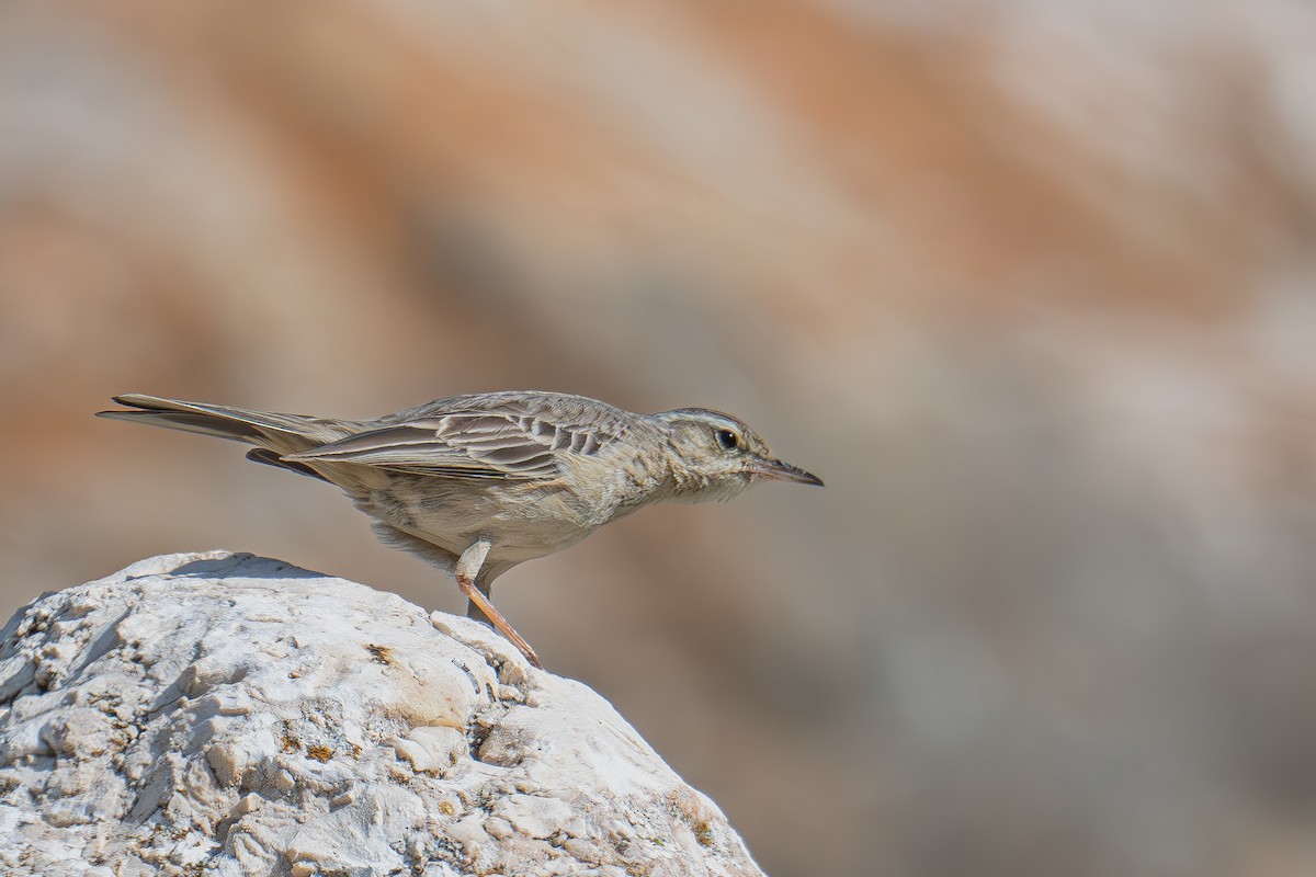 Long-billed Pipit (Middle Eastern) - Uriel Levy