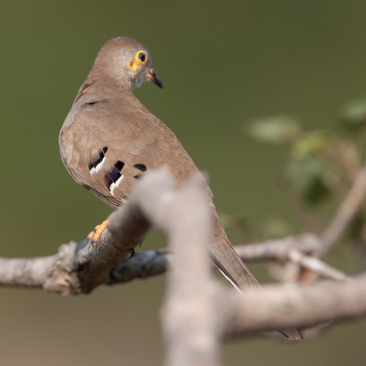 Long-tailed Ground Dove - ML615989555