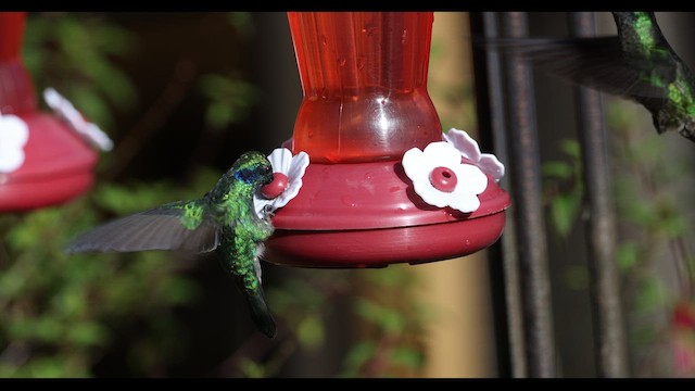 Colibrí Oreja Violeta Menor - ML615989595