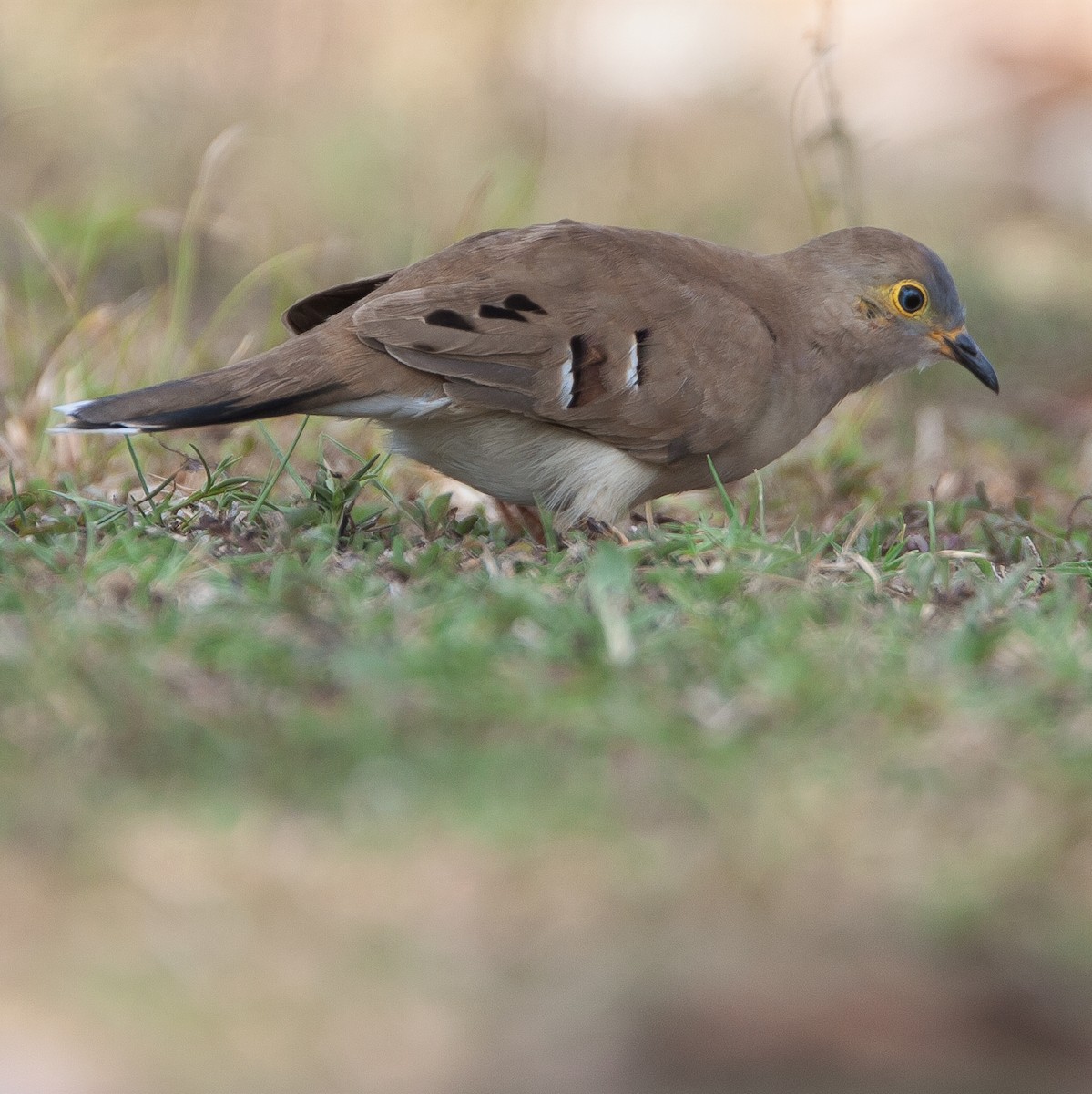 Long-tailed Ground Dove - ML615989625