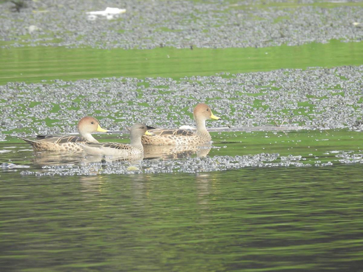 Yellow-billed Pintail - ML615989635