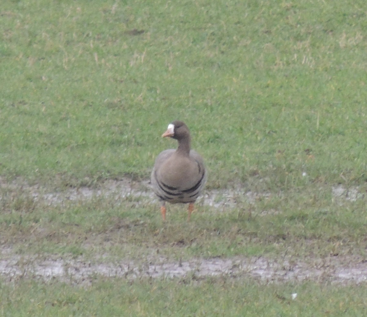 Greater White-fronted Goose - ML615989743