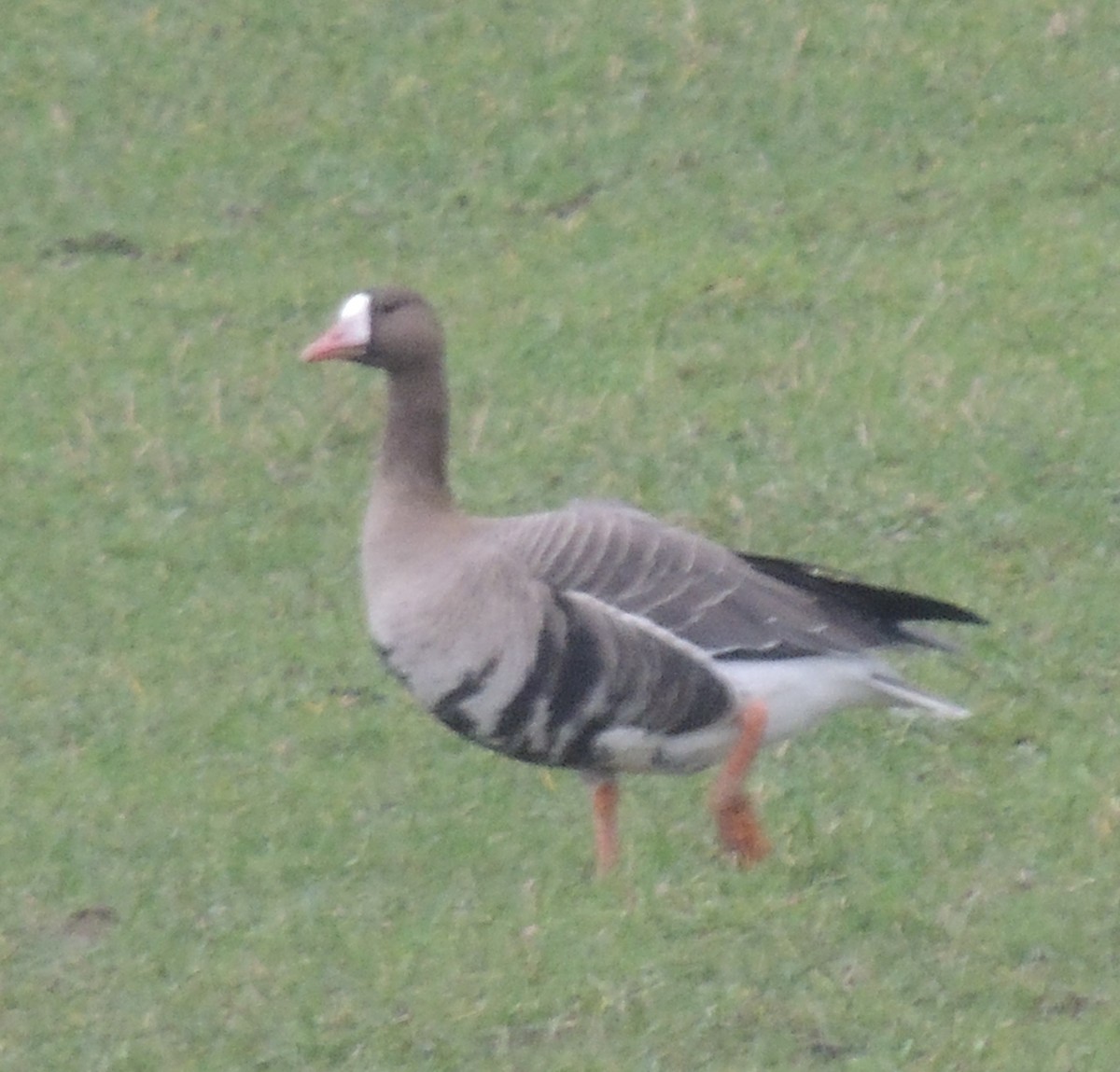 Greater White-fronted Goose - ML615989744