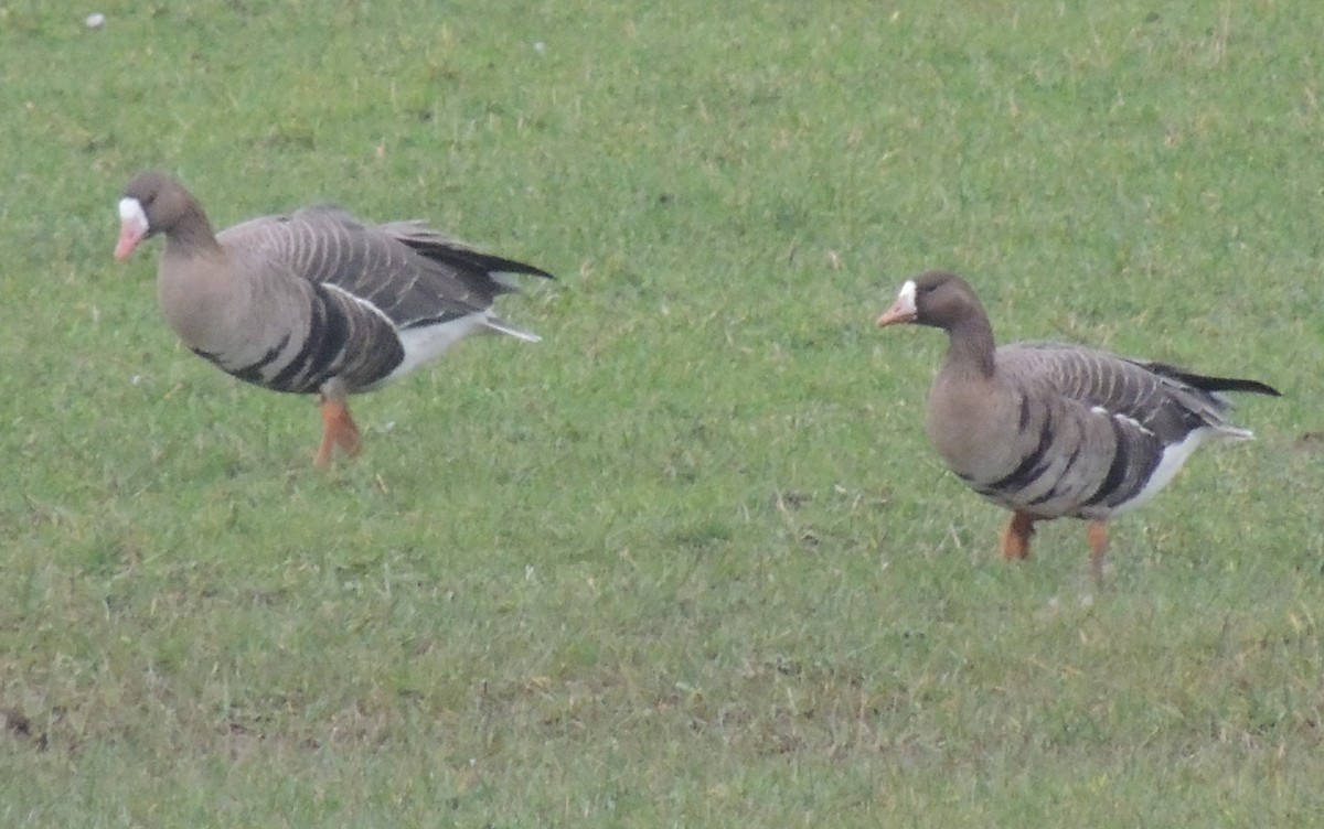 Greater White-fronted Goose - ML615989745