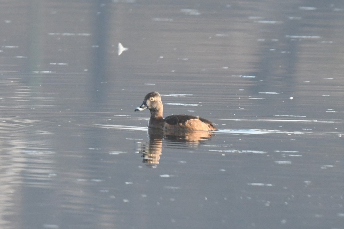 Ring-necked Duck - Donald Taylor