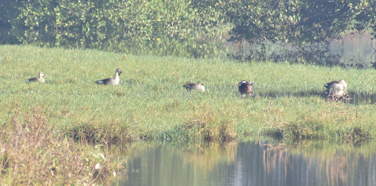 Indian Spot-billed Duck - ML615989813