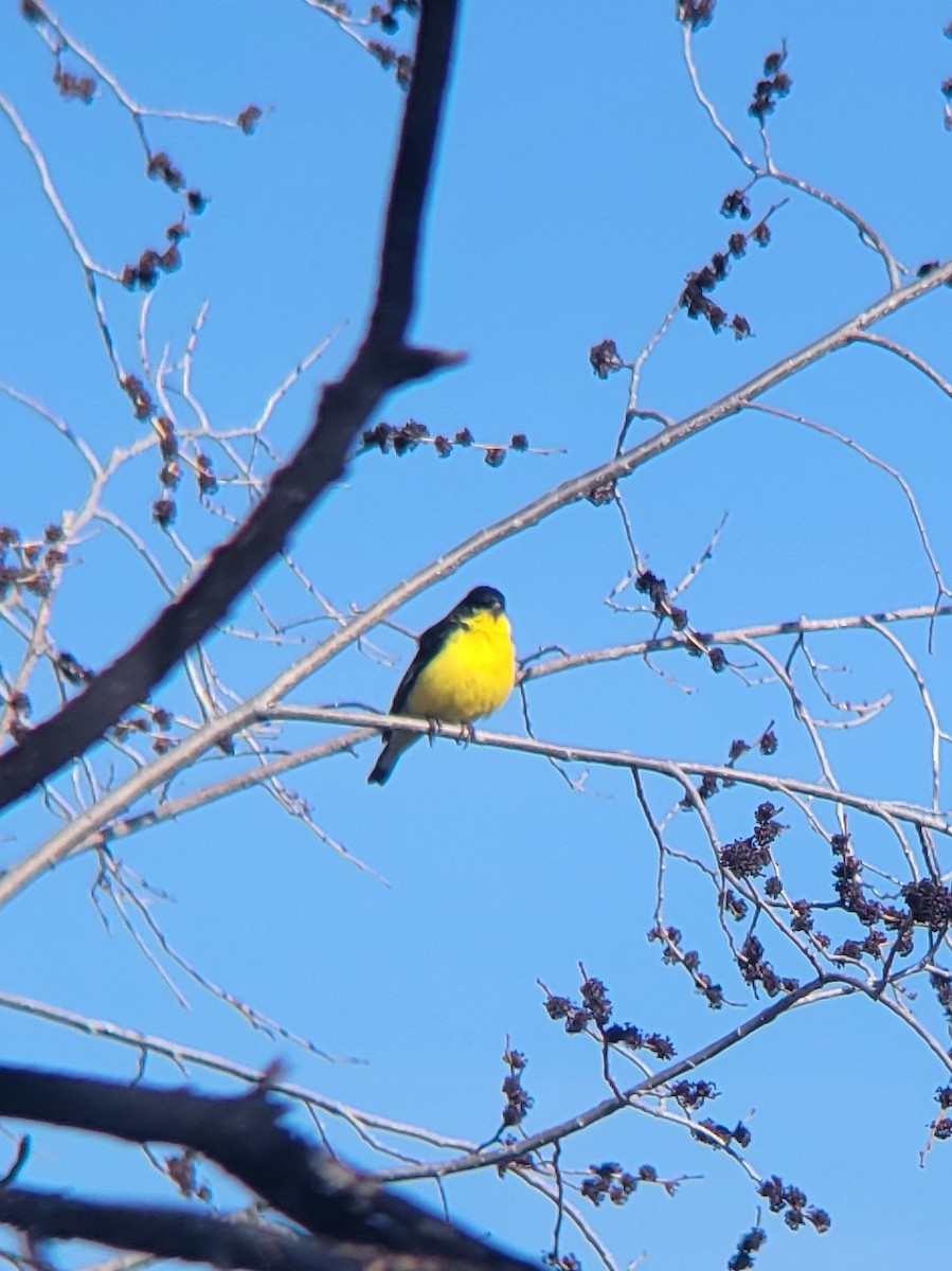 Lesser Goldfinch - ML615989835