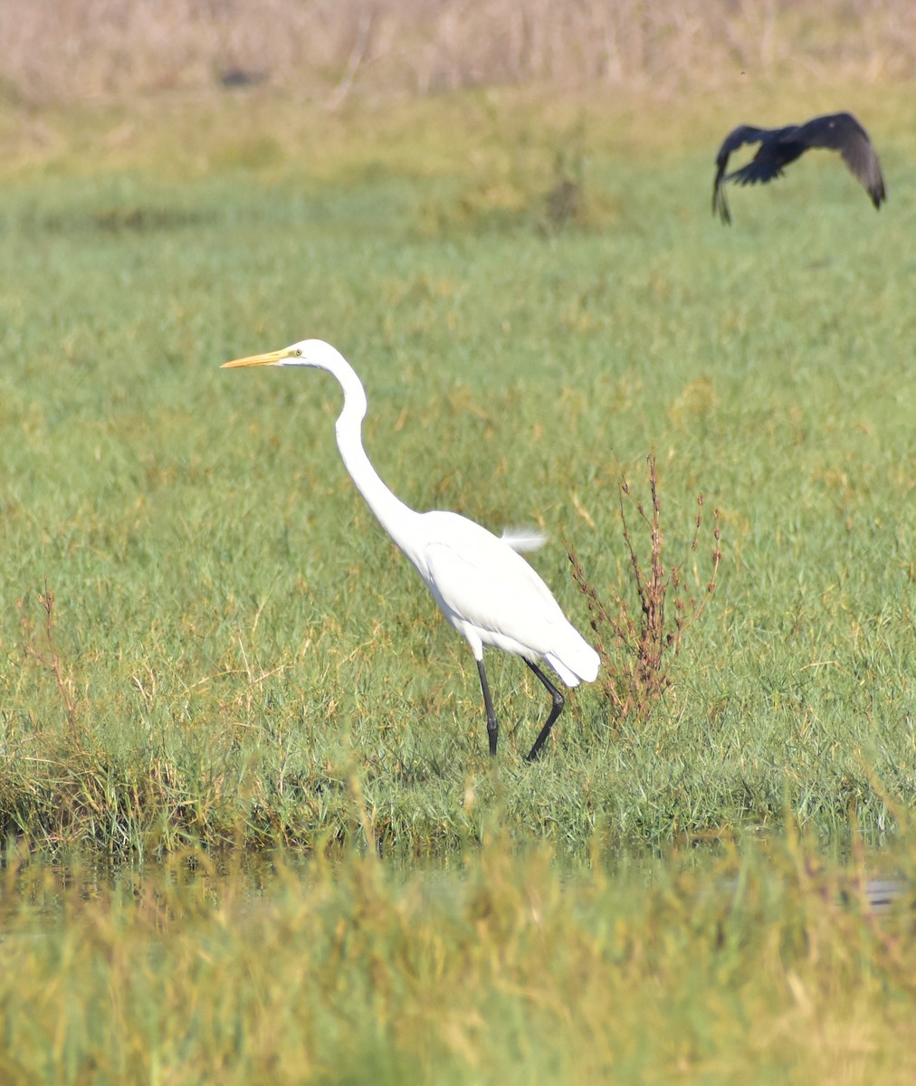 Great Egret - ML615989852