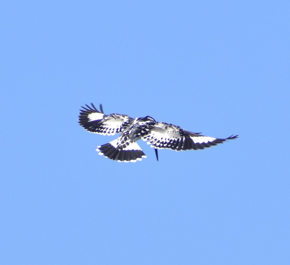 Pied Kingfisher - ML615989871