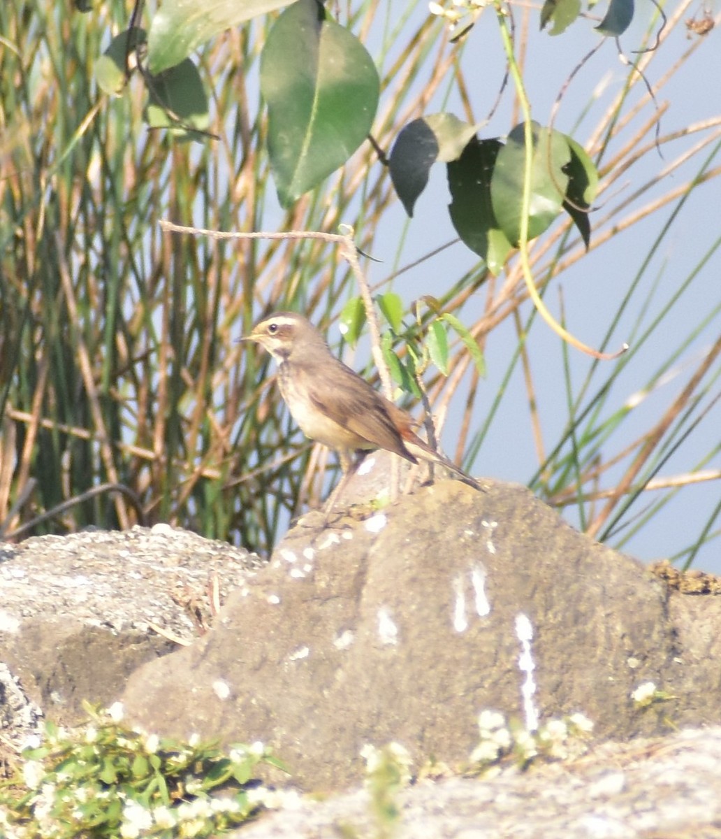 Blaukehlchen - ML615989889