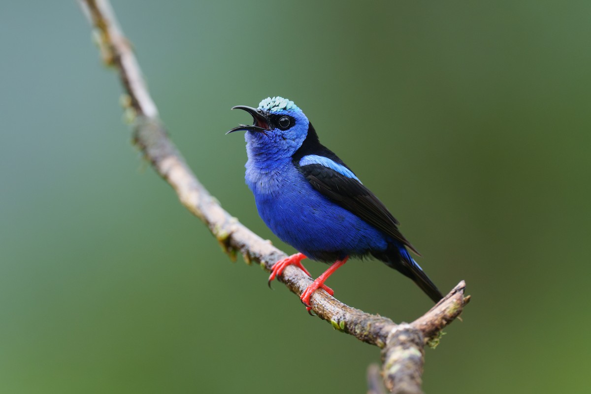 Red-legged Honeycreeper - ML615989912