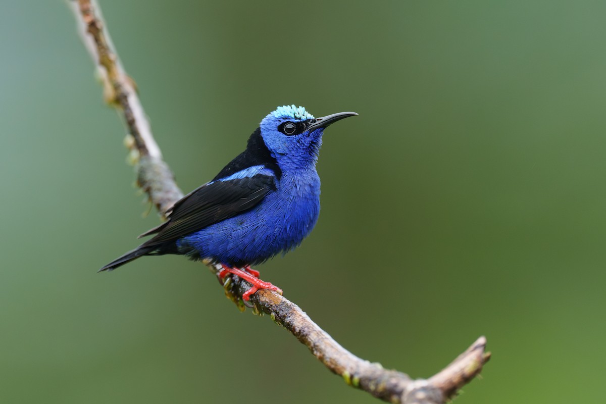 Red-legged Honeycreeper - Austin Groff