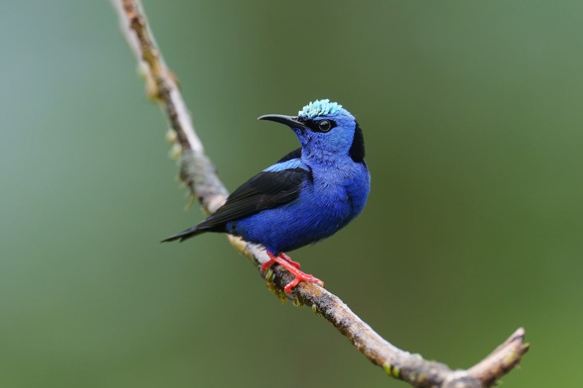 Red-legged Honeycreeper - ML615989941