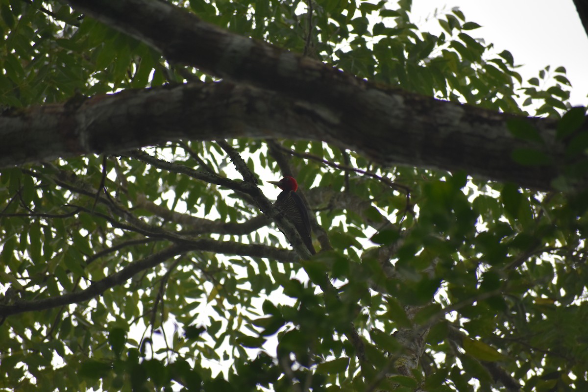 Pale-billed Woodpecker - ML615989971