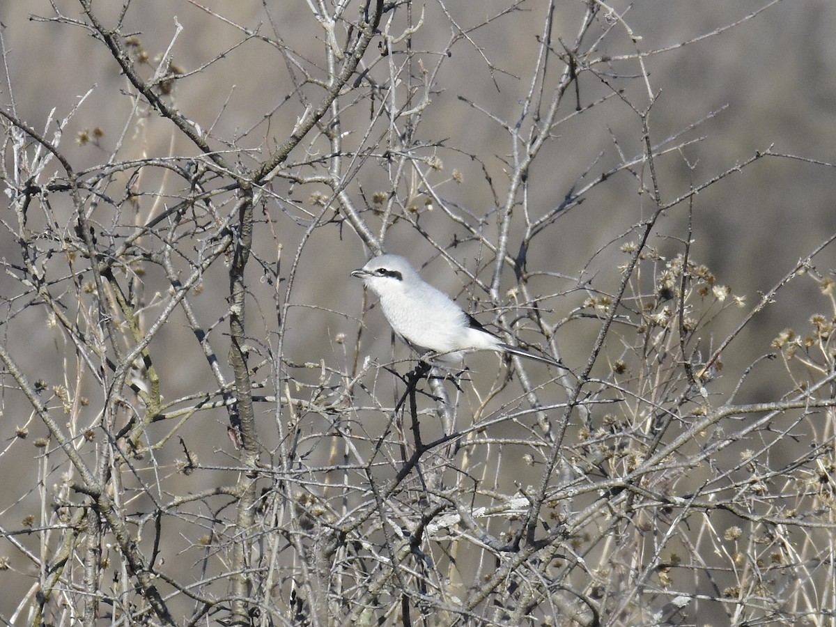 Northern Shrike - ML615990048