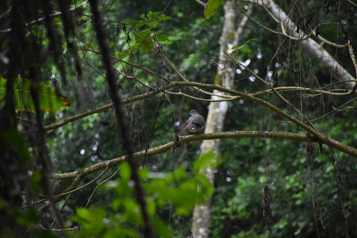 White-tipped Dove - ML615990069