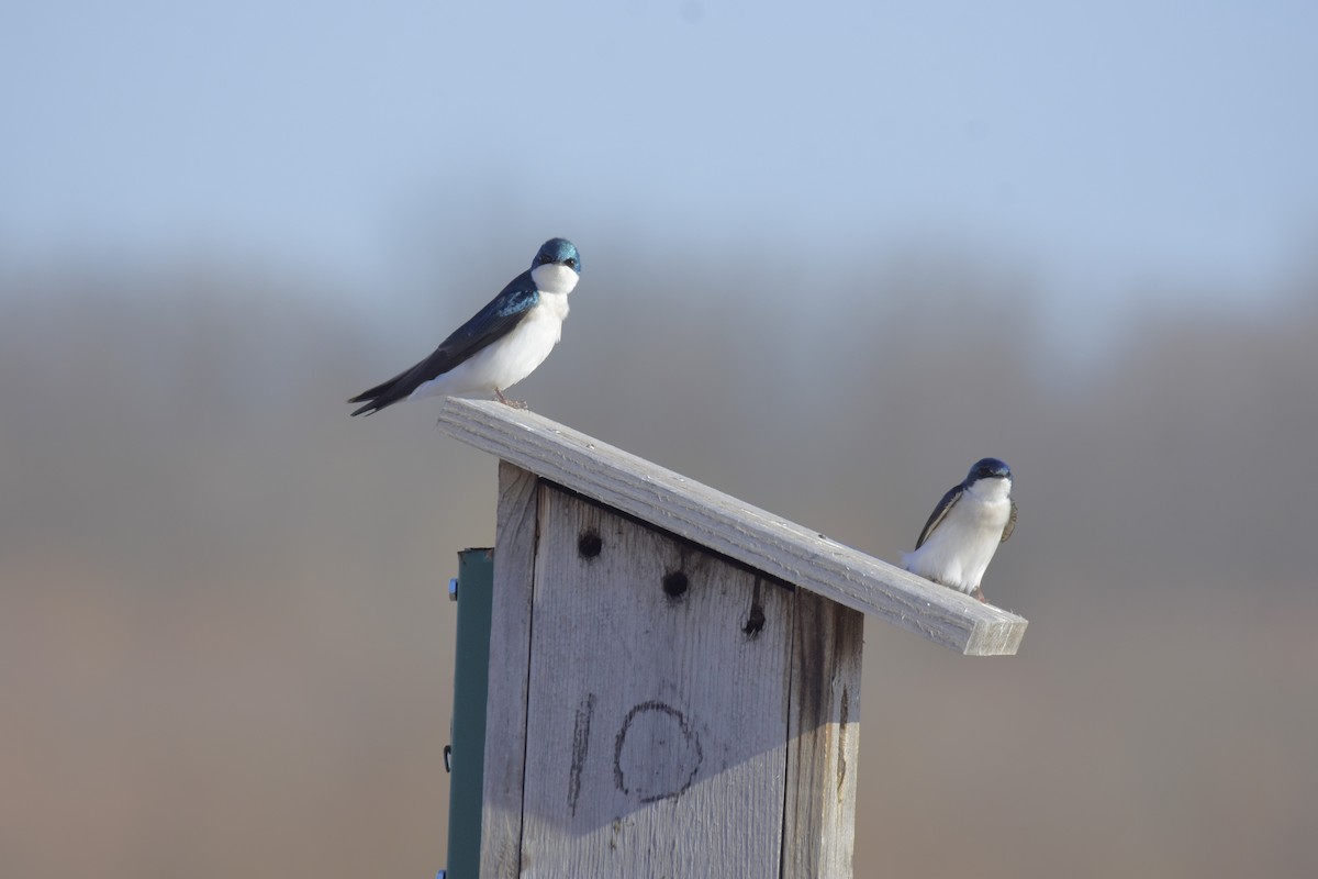 Tree Swallow - ML615990072