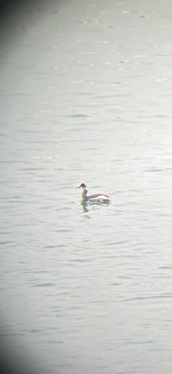 Eared Grebe - ML615990085