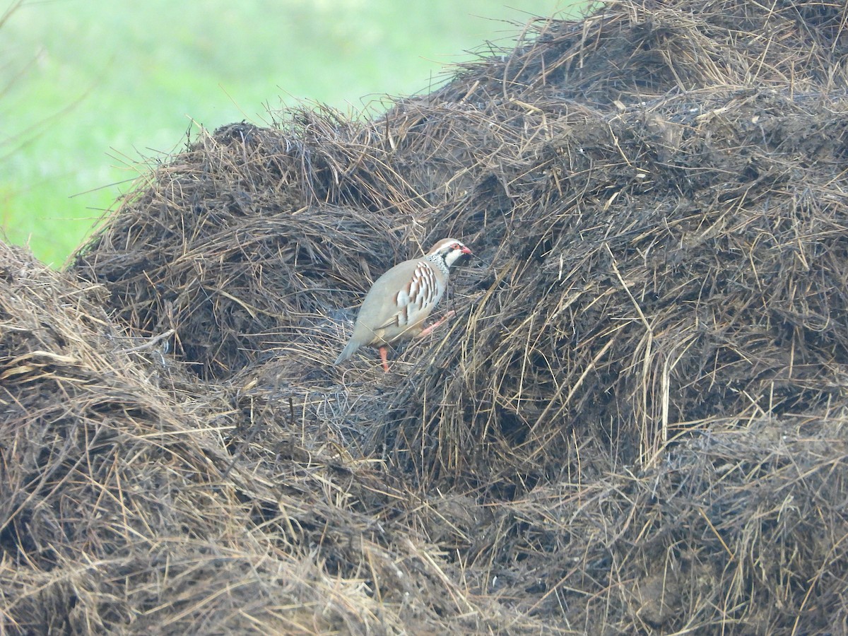 Red-legged Partridge - ML615990104