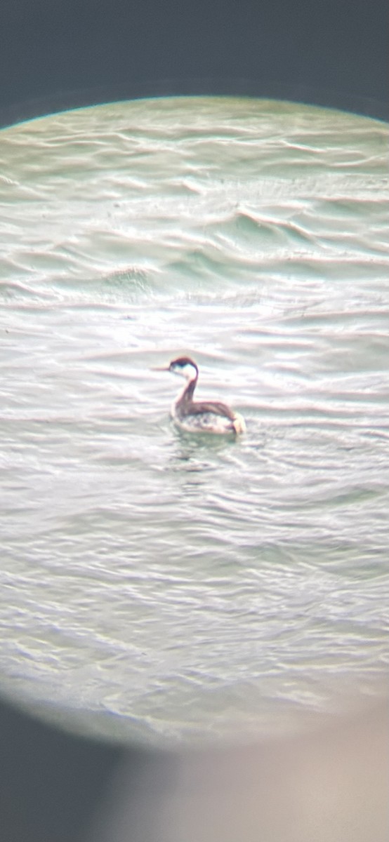 Clark's Grebe - ML615990129