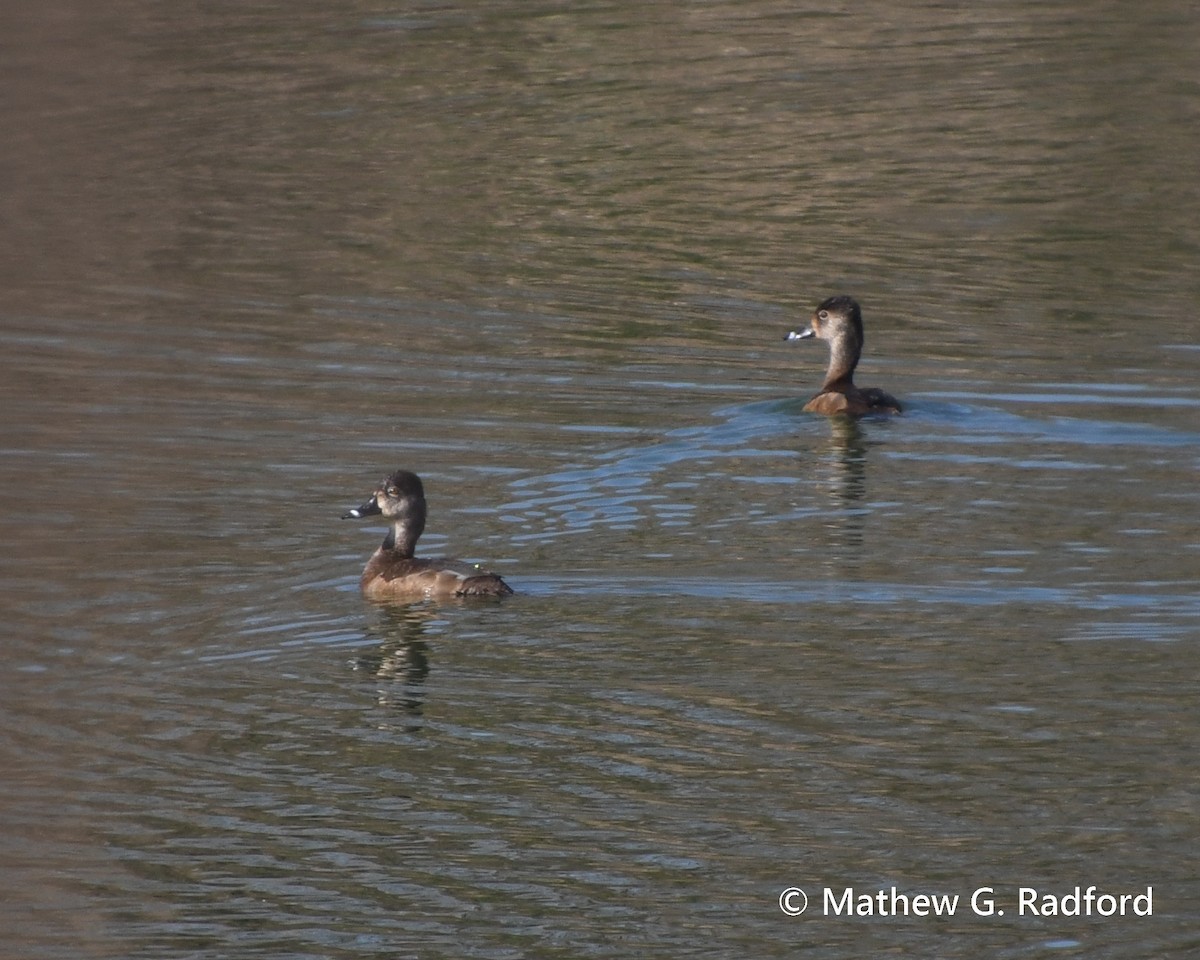 Ring-necked Duck - ML615990220