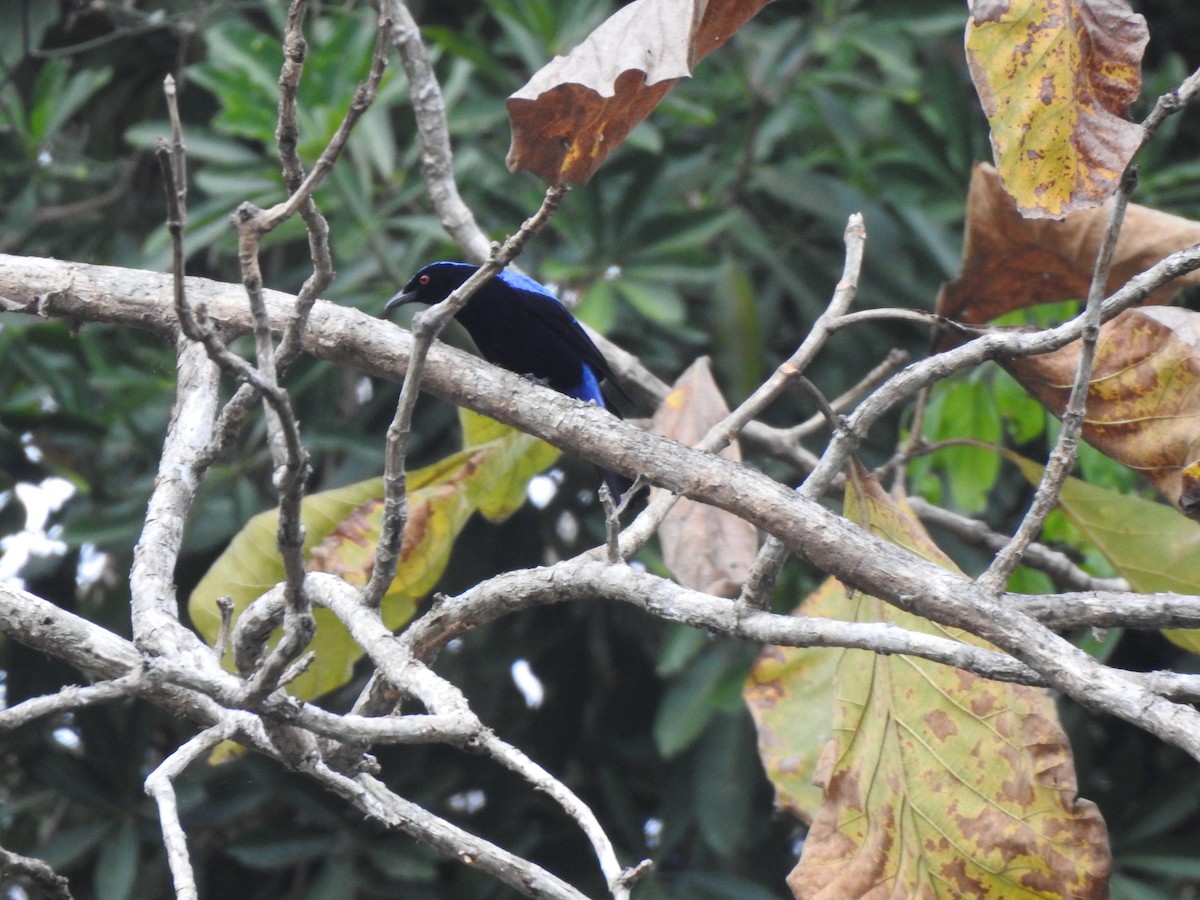 Asian Fairy-bluebird - marti ikehara