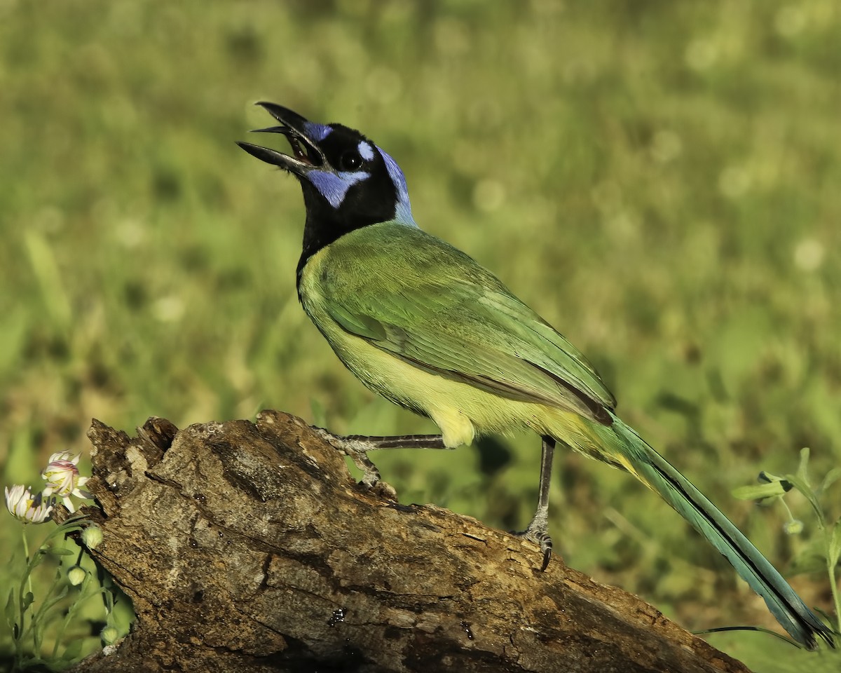 Green Jay - ML615990227