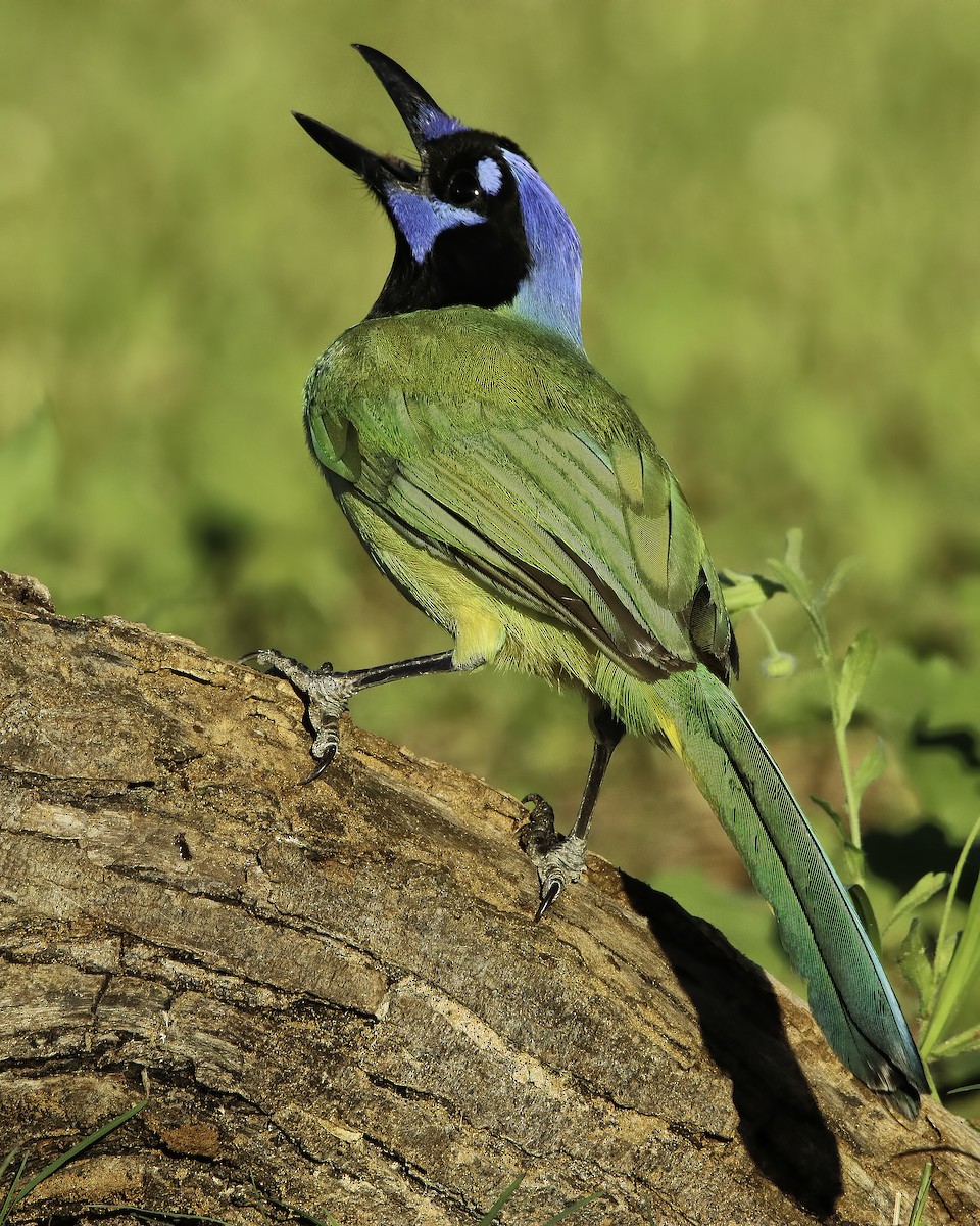 Green Jay - ML615990228