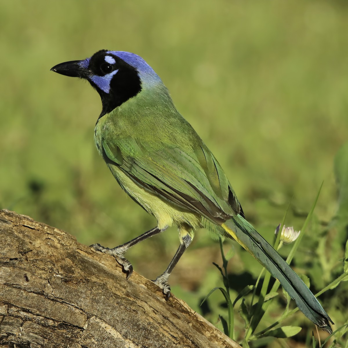 Green Jay - ML615990229