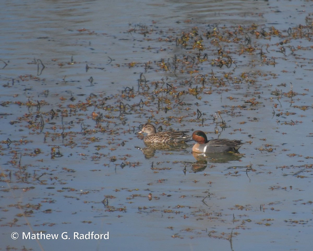 Green-winged Teal - ML615990230