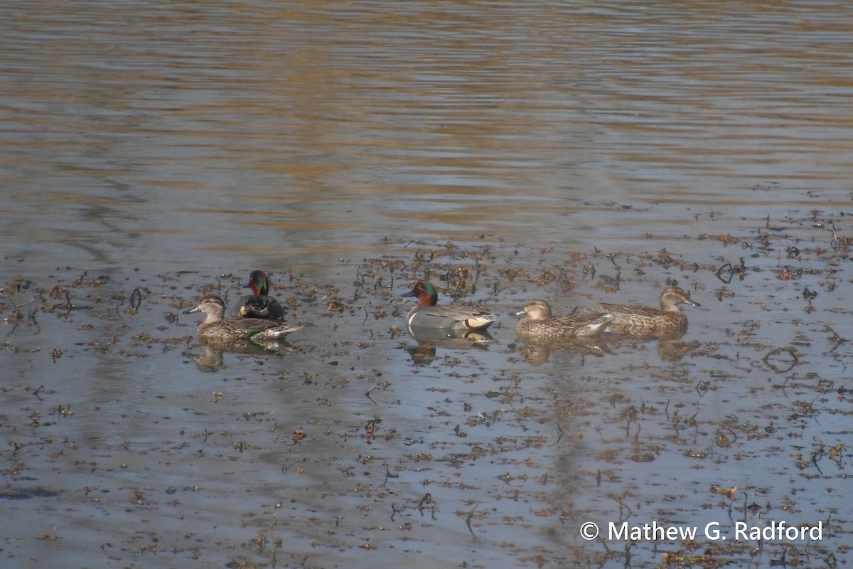 Green-winged Teal - ML615990231