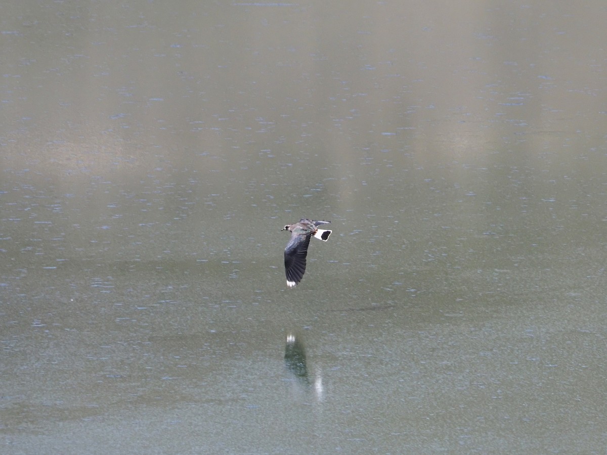 Northern Lapwing - ML615990359