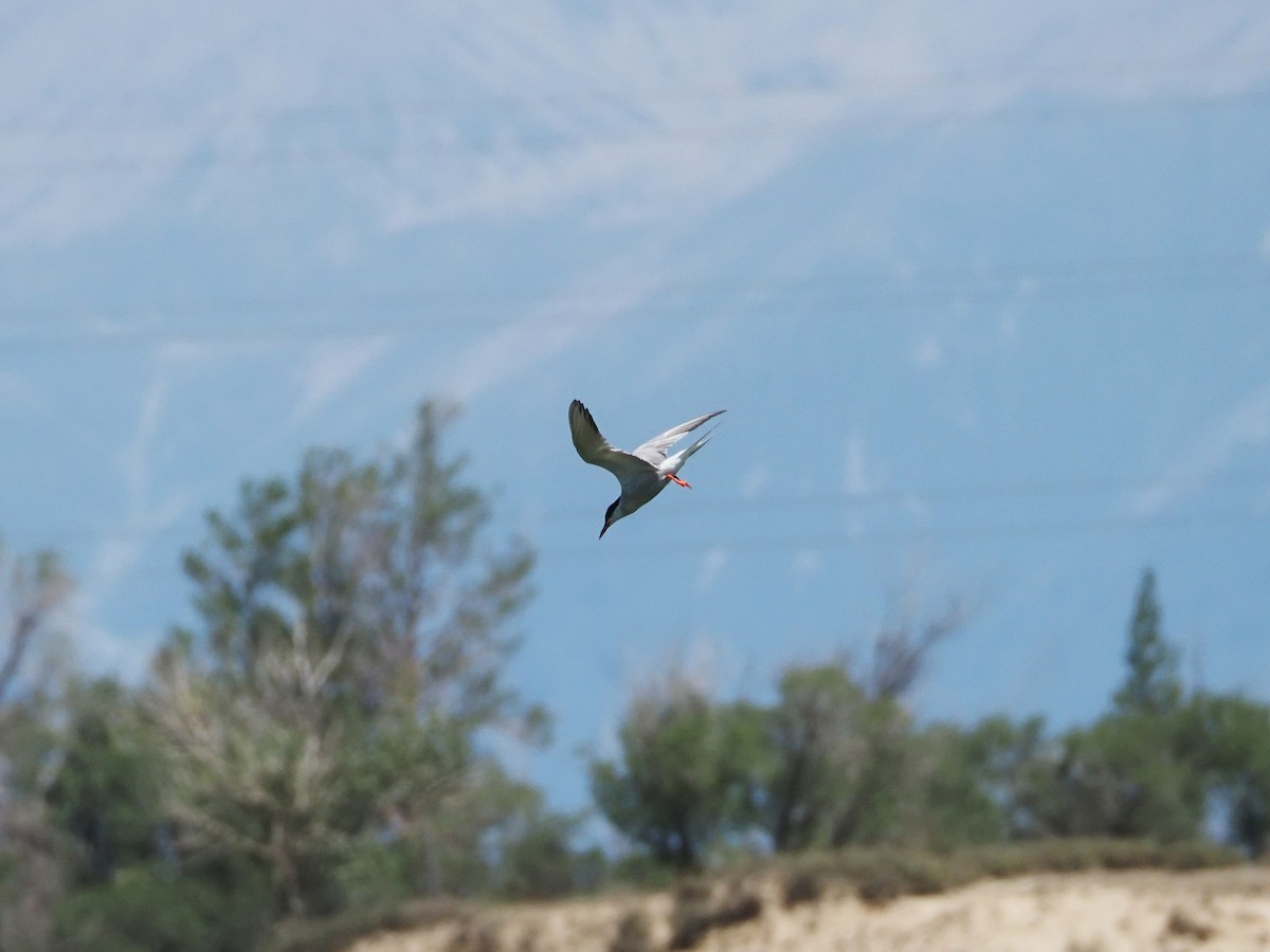 Common Tern - ML615990370