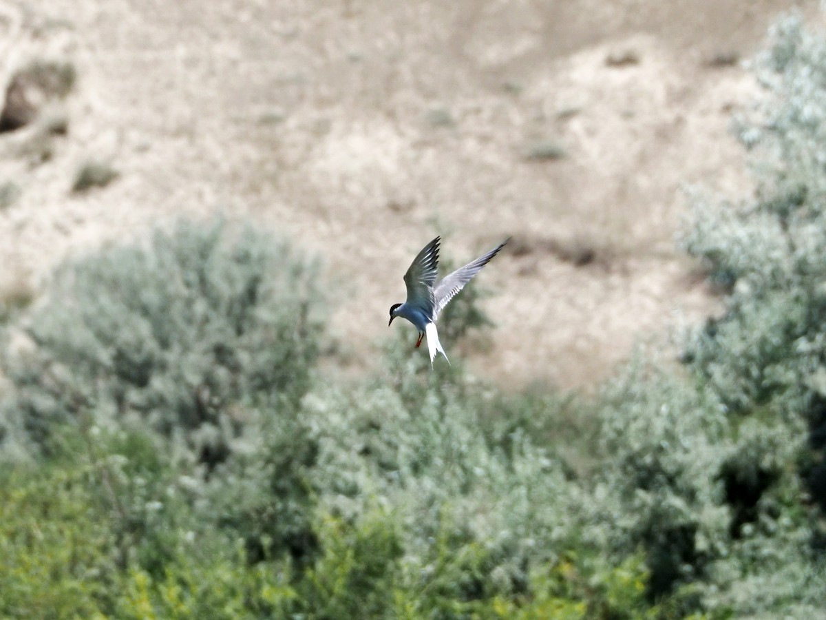 Common Tern - ML615990371