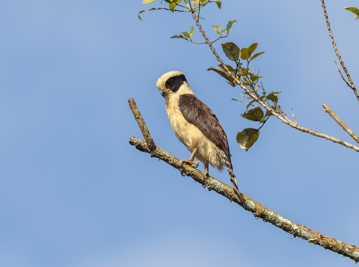 Laughing Falcon - ML615990375