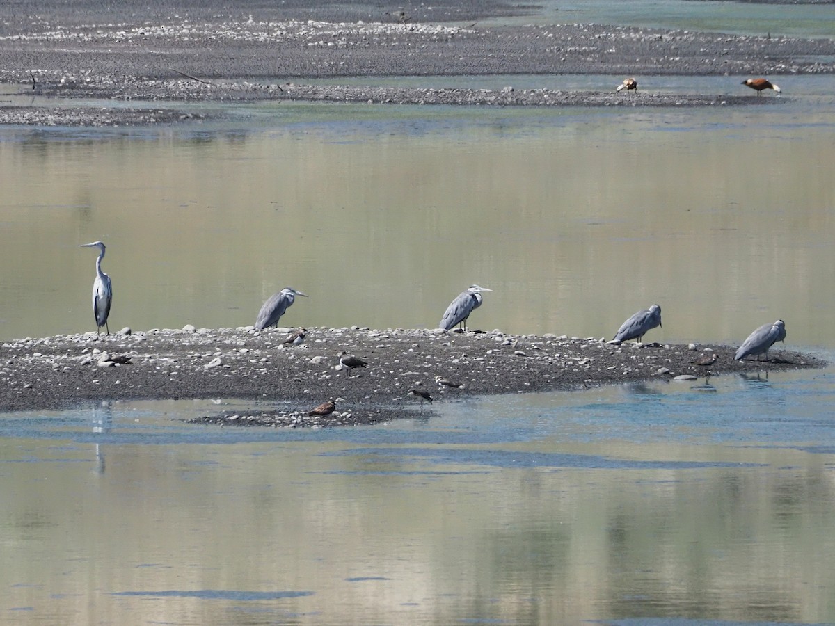 Gray Heron - ML615990379