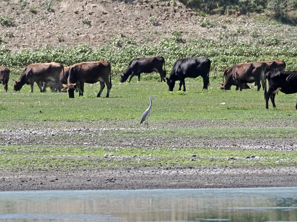 Gray Heron - ML615990381