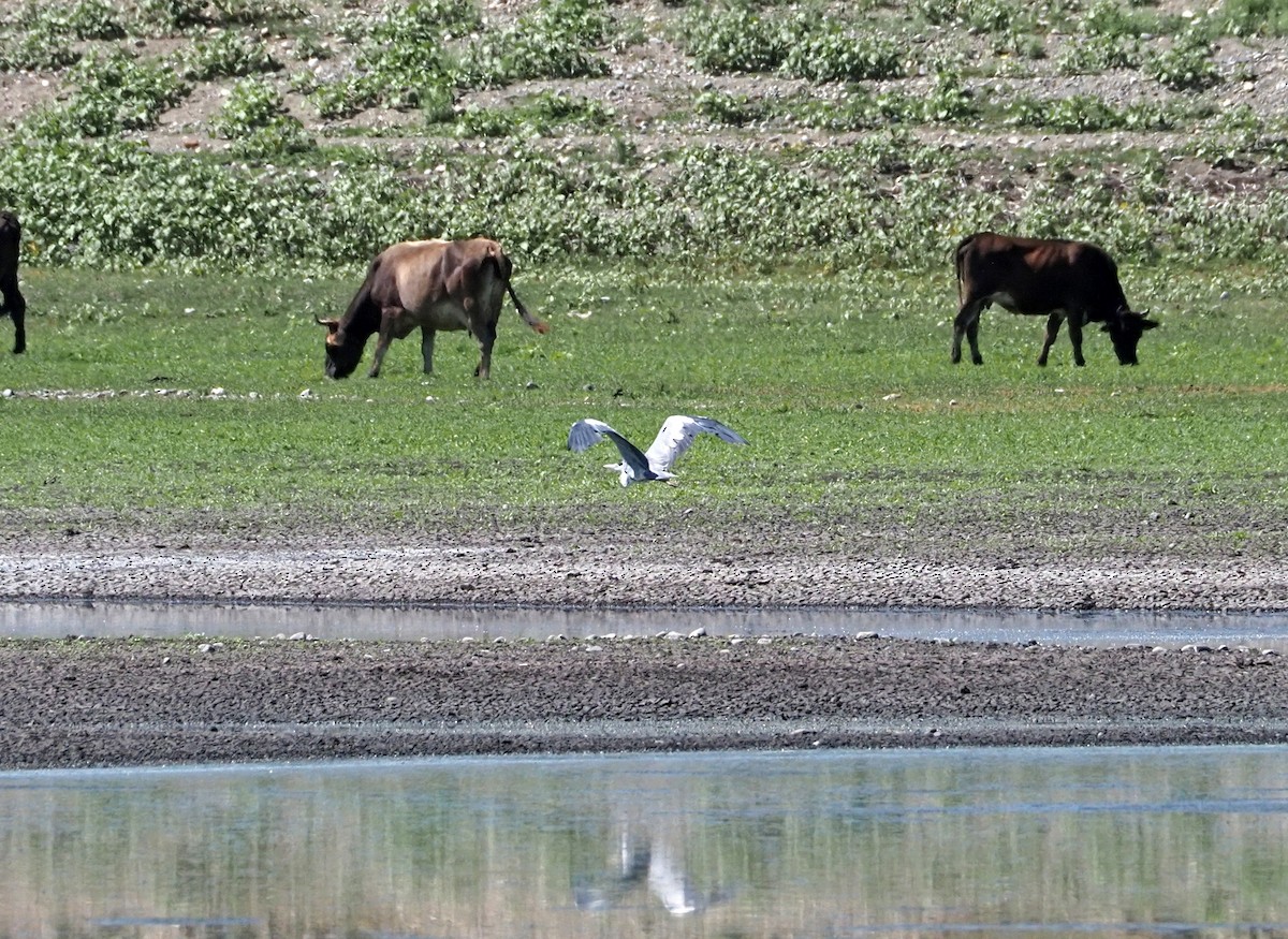 Gray Heron - ML615990382