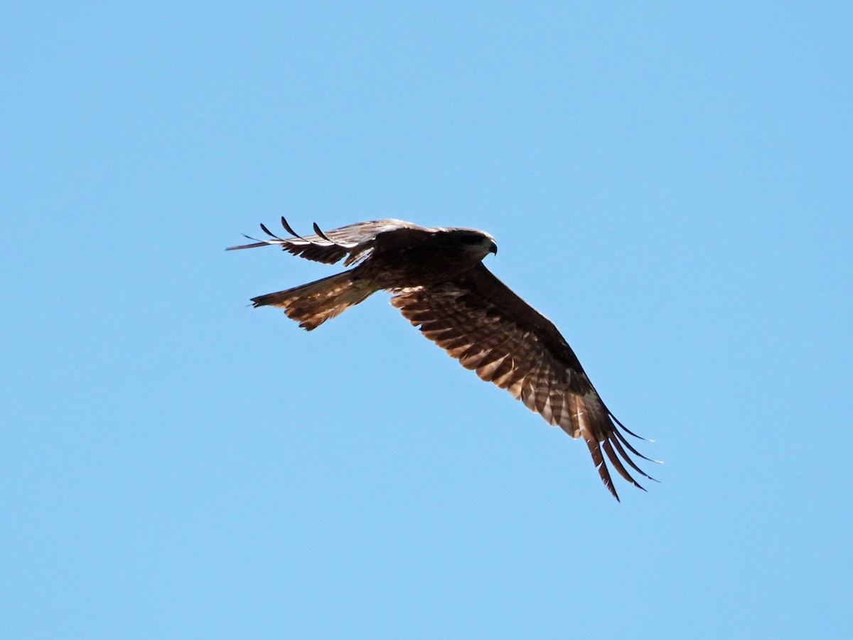 Black Kite - ML615990389