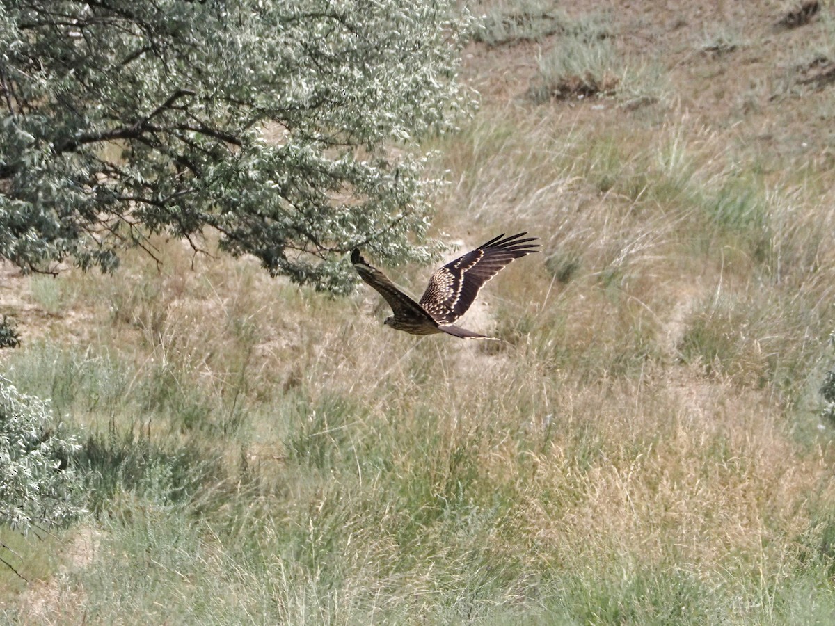 Black Kite - ML615990390