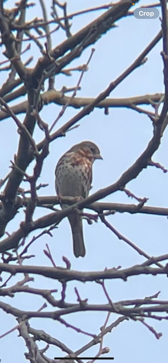 Fox Sparrow - ML615990395