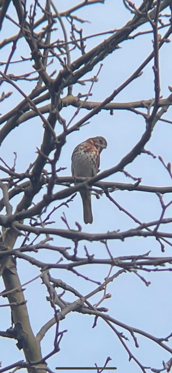 Fox Sparrow - ML615990396