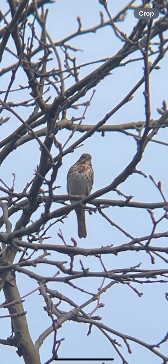 Fox Sparrow - ML615990398