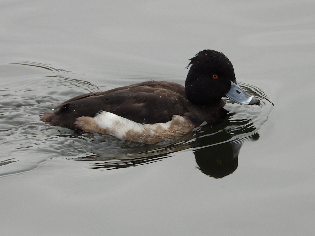 Tufted Duck - ML615990402