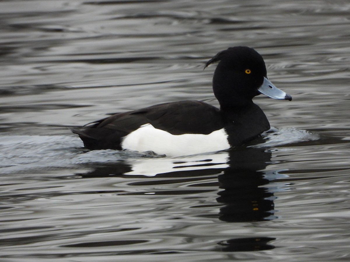 Tufted Duck - ML615990404